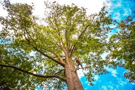 Best Fruit Tree Pruning  in Asheboro, NC