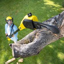 Best Tree and Shrub Care  in Asheboro, NC