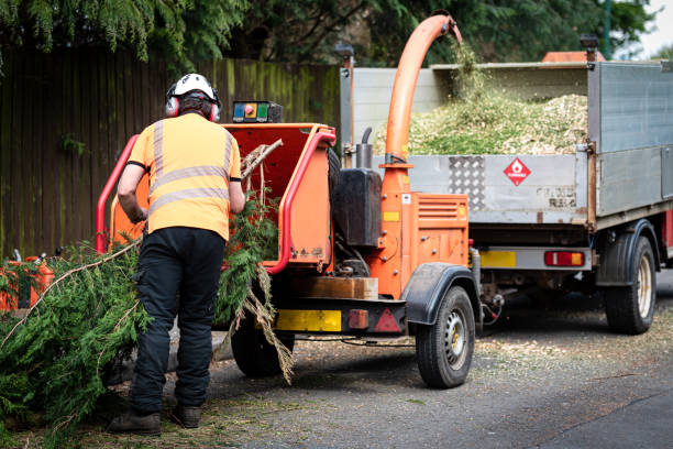 Best Pest Control for Lawns  in Asheboro, NC