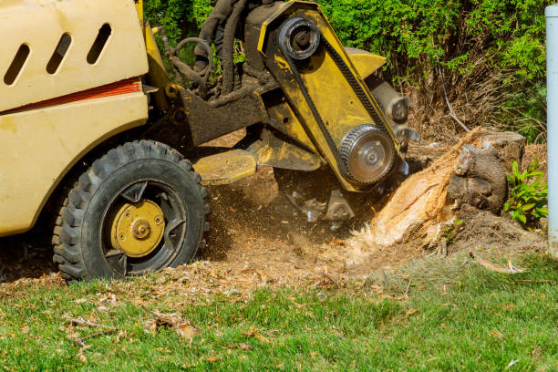 Best Stump Grinding and Removal  in Asheboro, NC