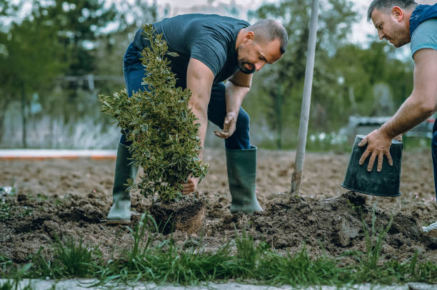 Best Root Management and Removal  in Asheboro, NC