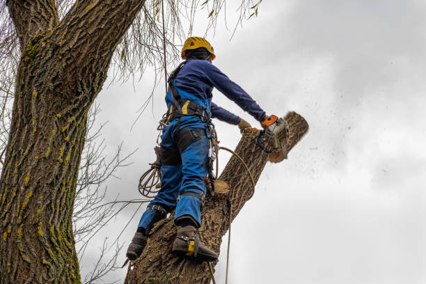 Asheboro, NC Tree Removal Company