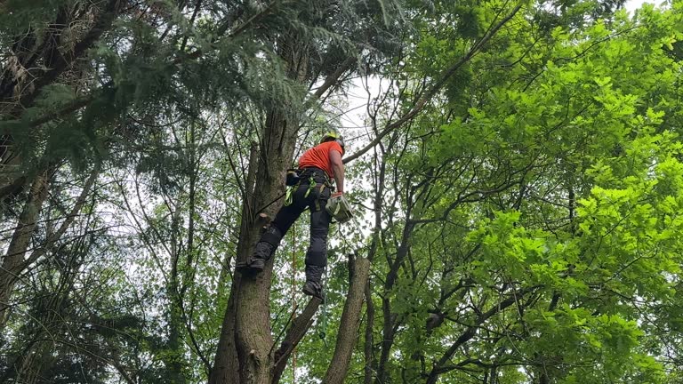 How Our Tree Care Process Works  in  Asheboro, NC