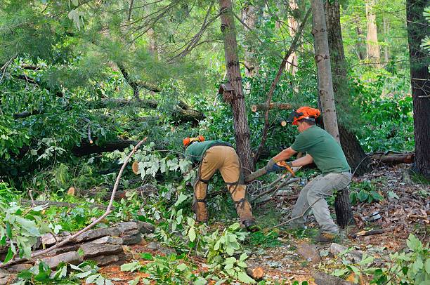 Best Tree Removal  in Asheboro, NC