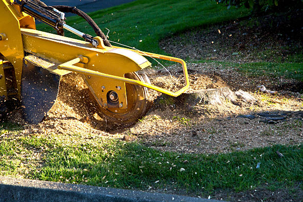  Asheboro, NC Tree Removal Pros